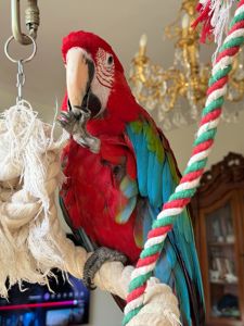 Ара, сине зеленый мальчик 1 год