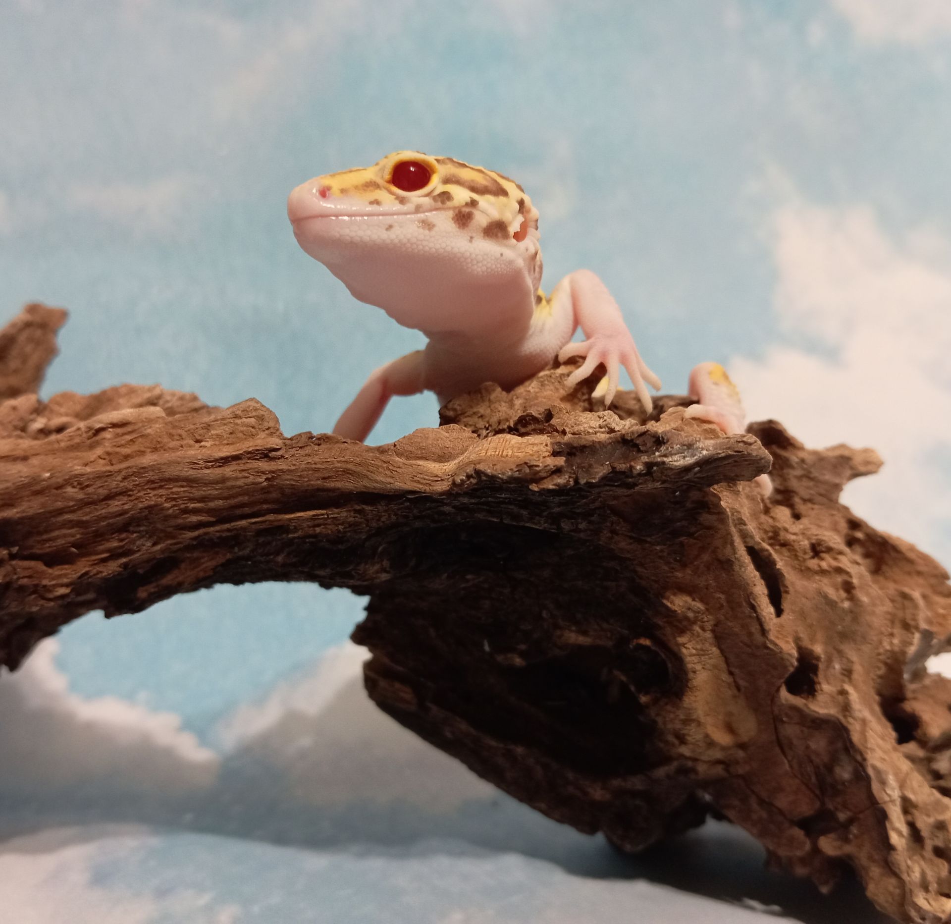 Эублефар.Леопардовый геккон