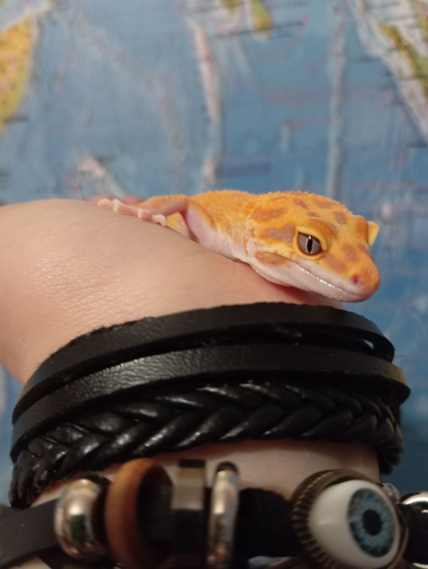 Эублефар.Леопардовый геккон