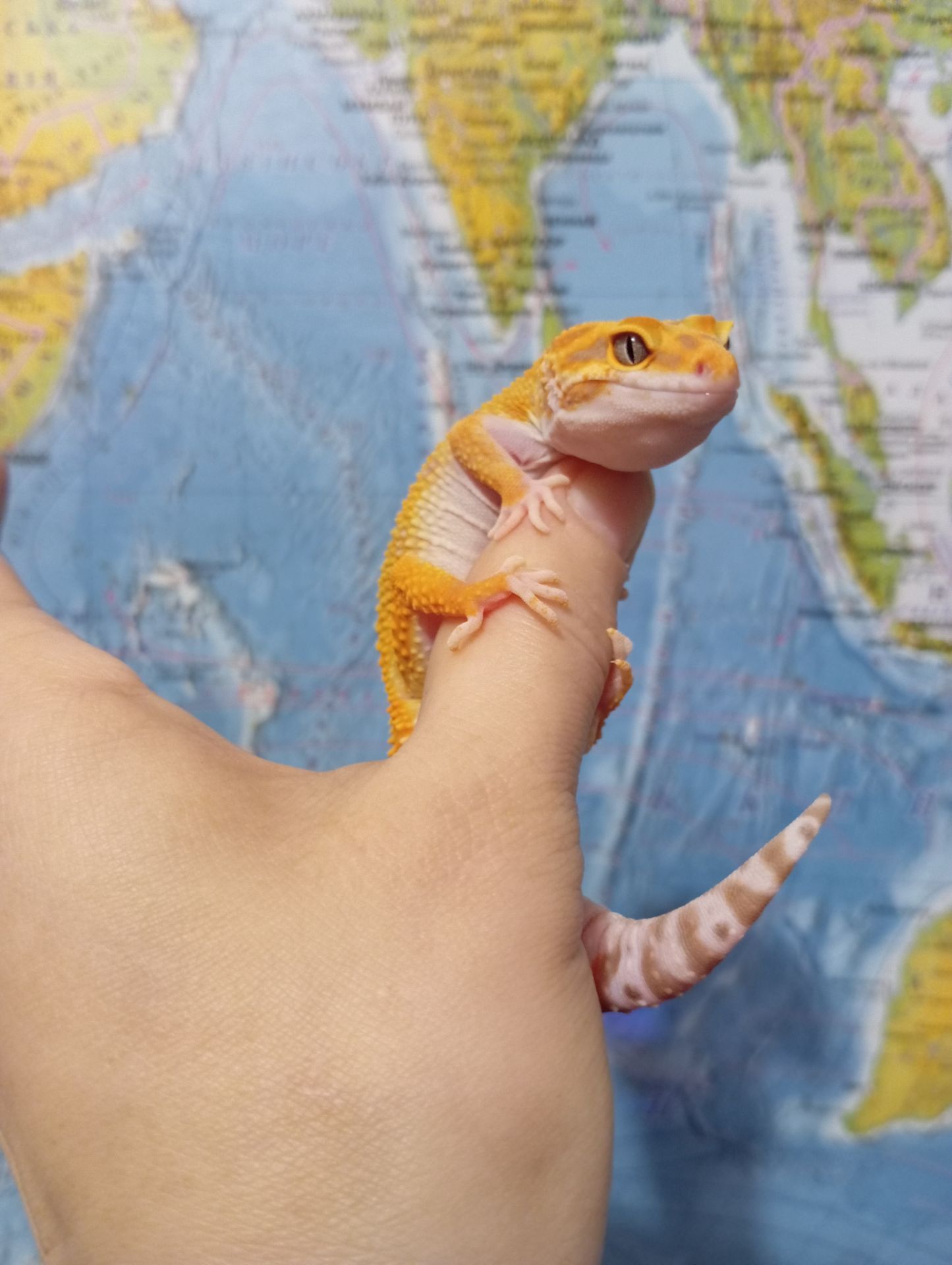 Эублефар.Леопардовый геккон