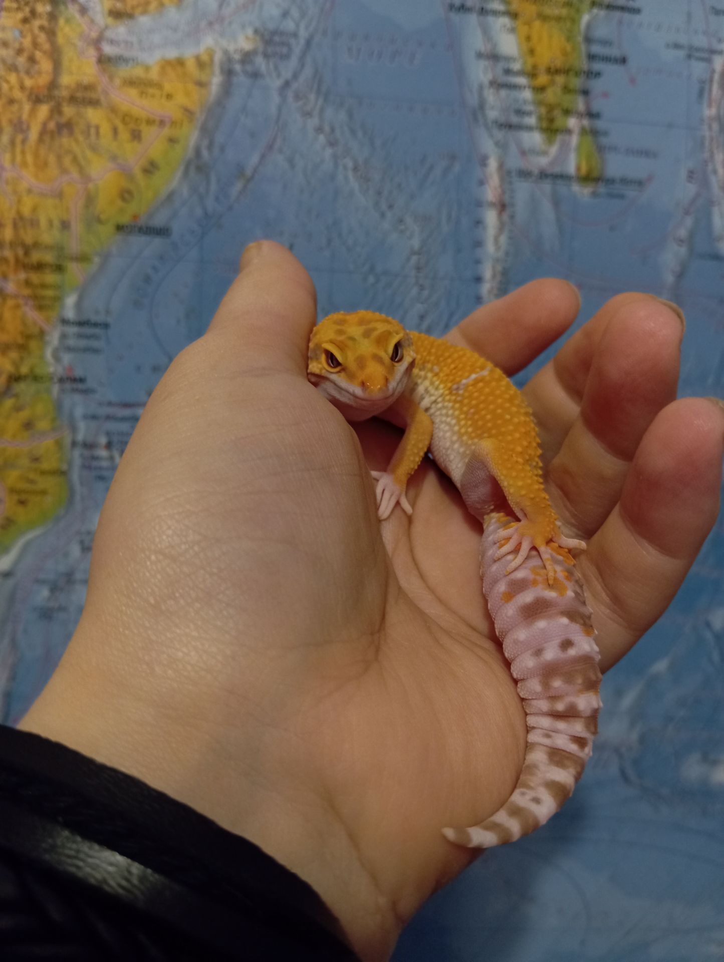 Эублефар.Леопардовый геккон