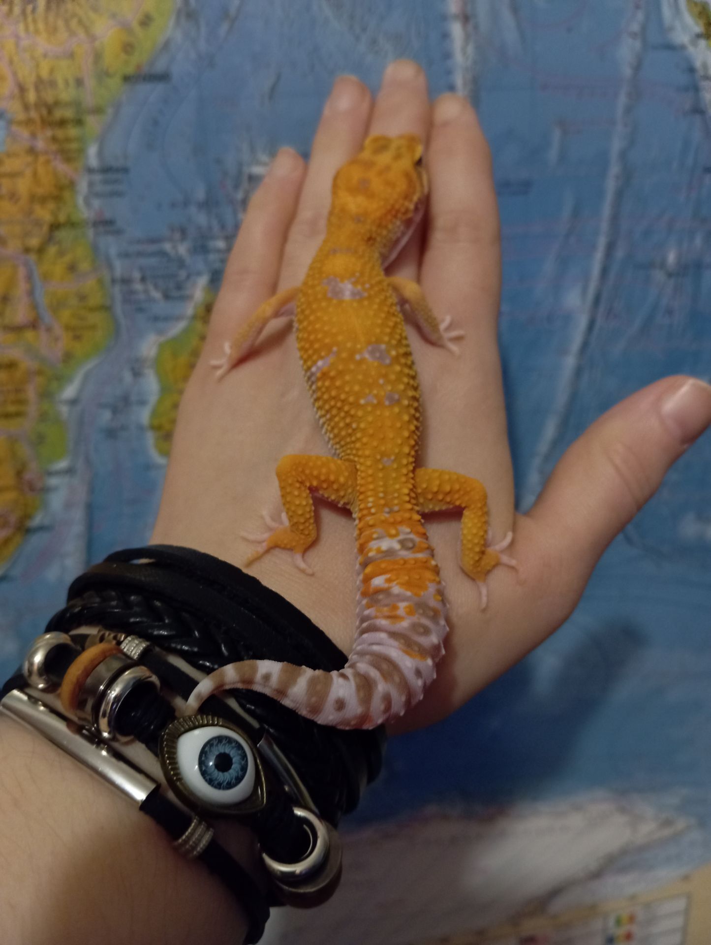 Эублефар.Леопардовый геккон