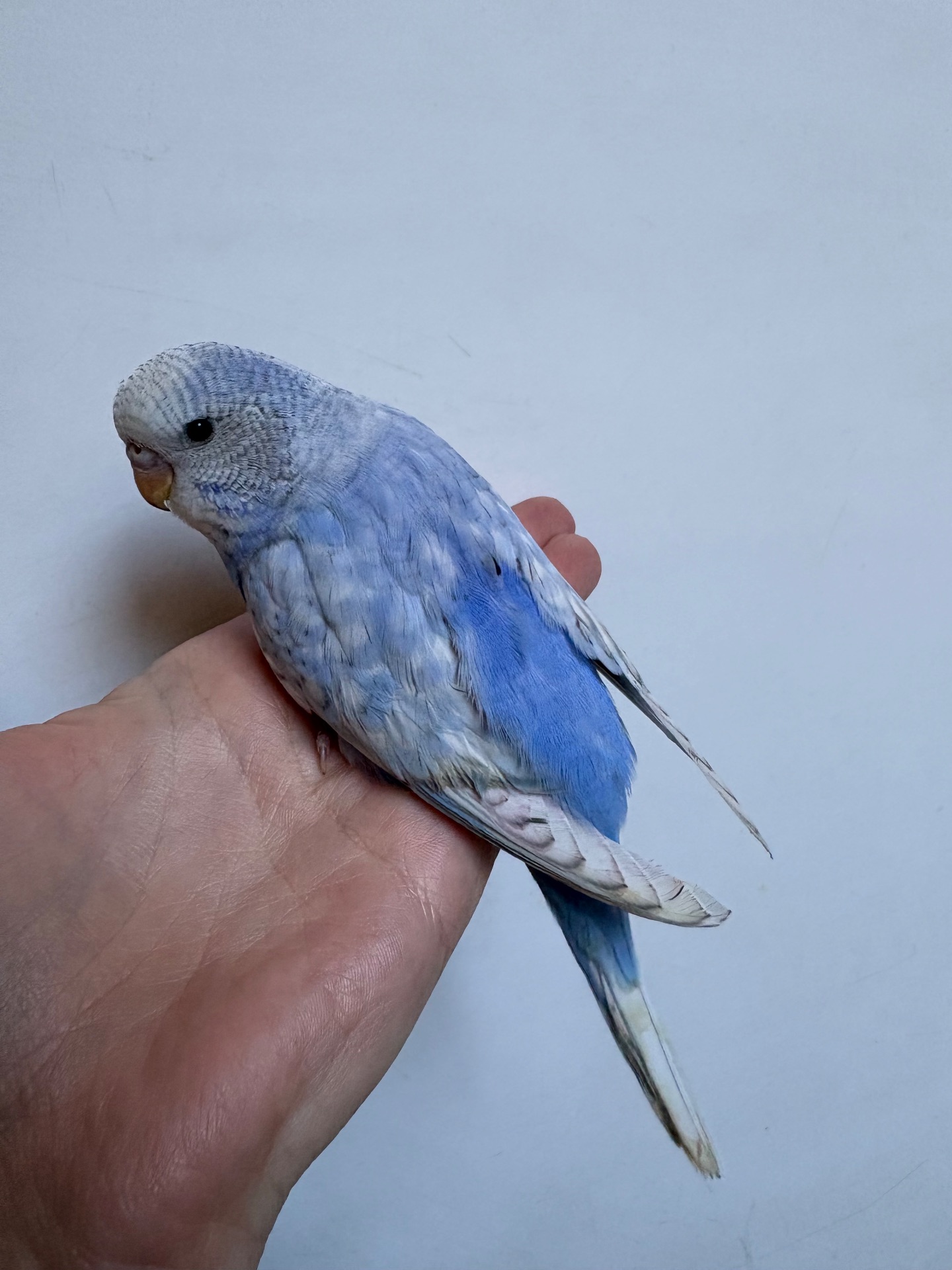 Дівчинка пів чешка