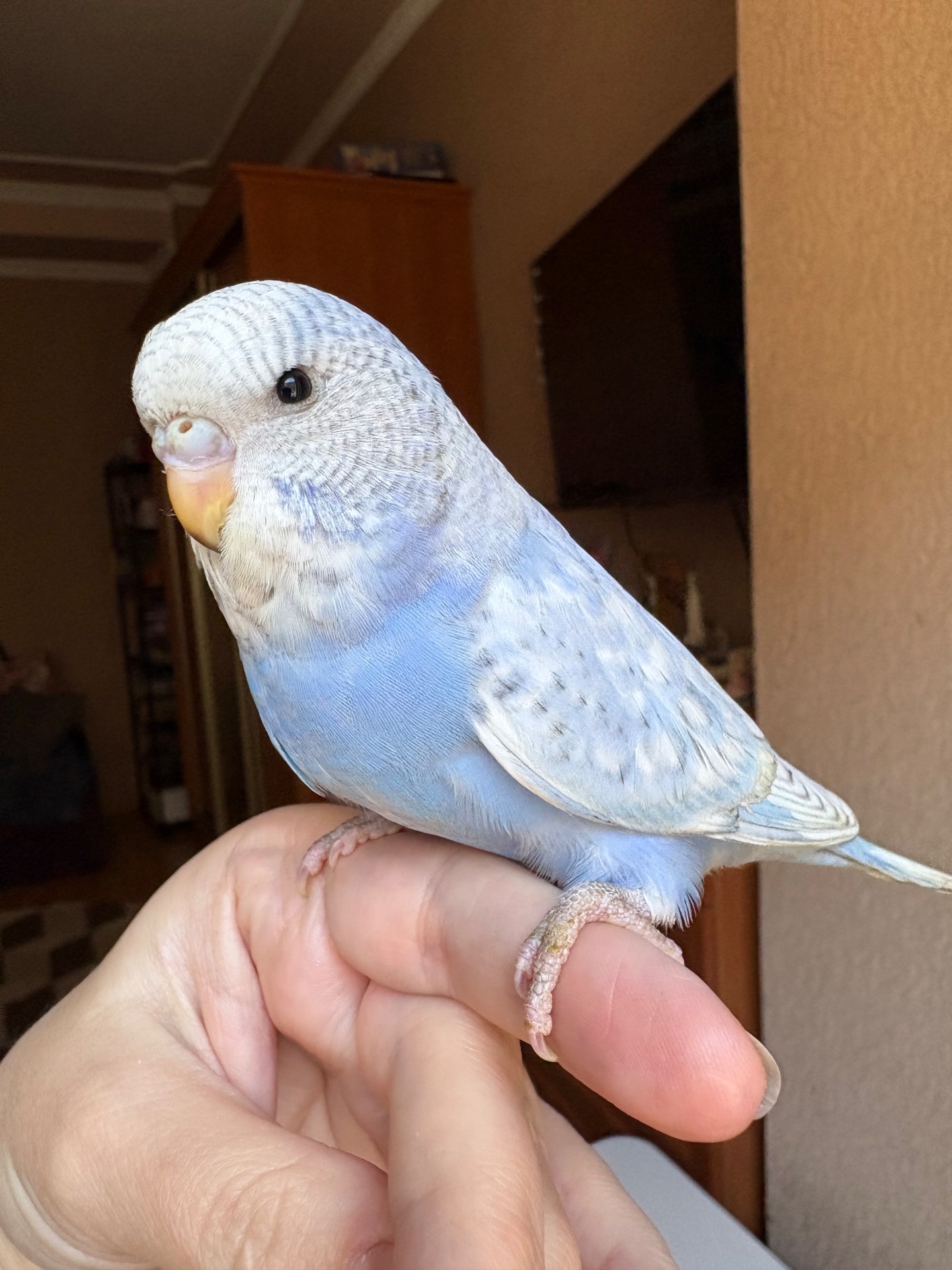 Дівчинка пів чешка