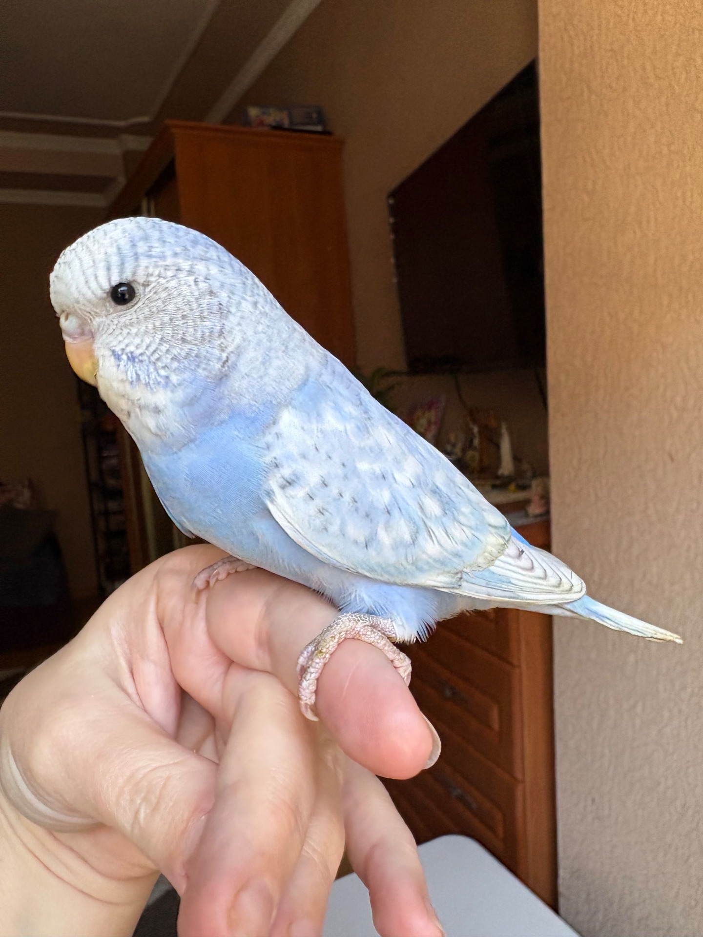 Дівчинка пів чешка