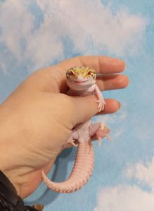 Эублефар.Леопардовый геккон