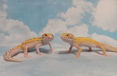 Эублефар.Леопардовый геккон