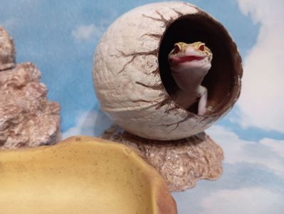 Эублефар.Леопардовый геккон