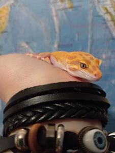 Эублефар.Леопардовый геккон