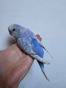 Дівчинка пів чешка