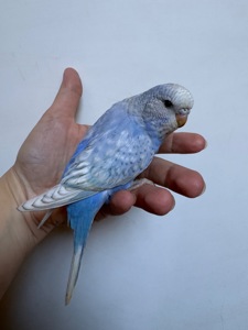 Дівчинка пів чешка