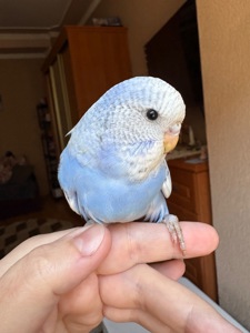 Дівчинка пів чешка