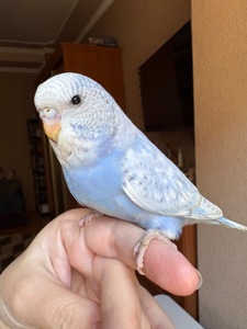 Дівчинка пів чешка