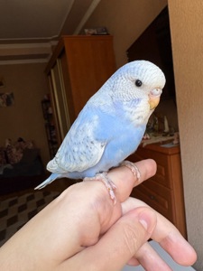 Дівчинка пів чешка