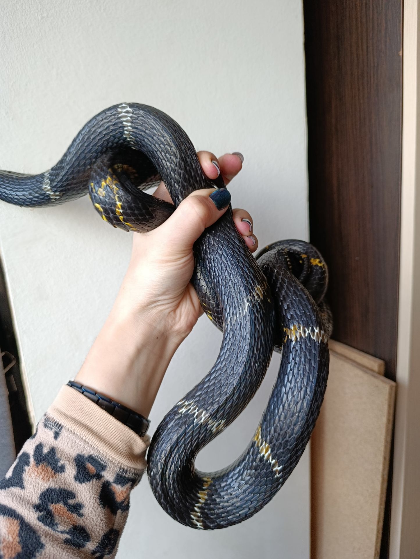 Амурський полоз, полоз Шренка