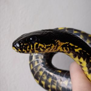 Амурський полоз, полоз Шренка