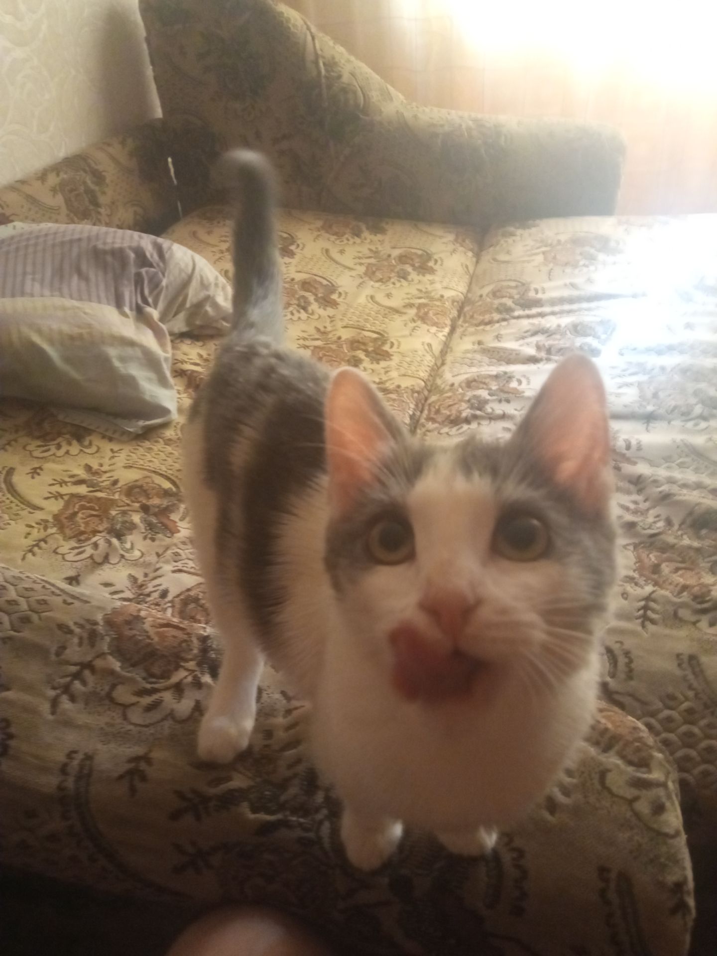 Котик по кличке «Пёс» 7 месяцев