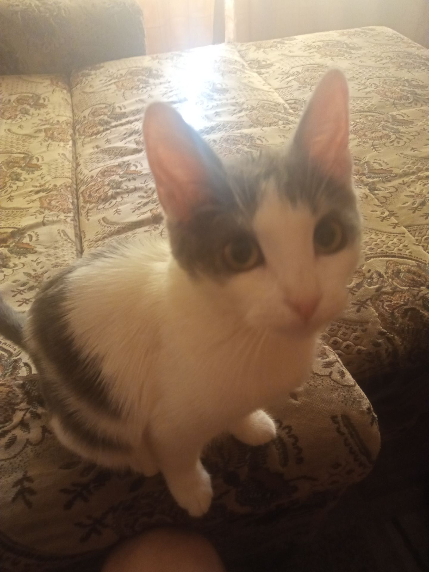 Котик по кличке «Пёс» 7 месяцев