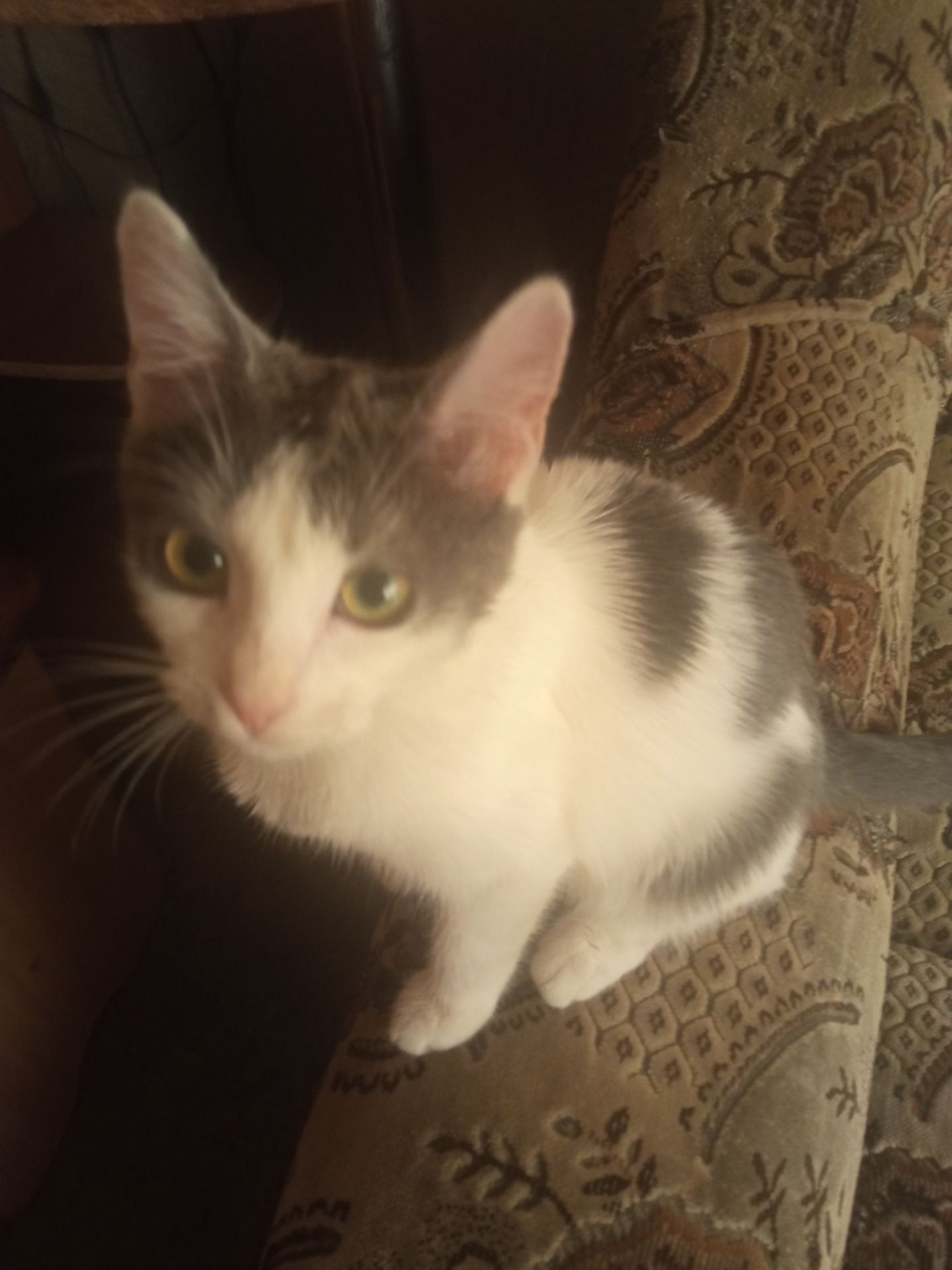 Котик по кличке «Пёс» 7 месяцев