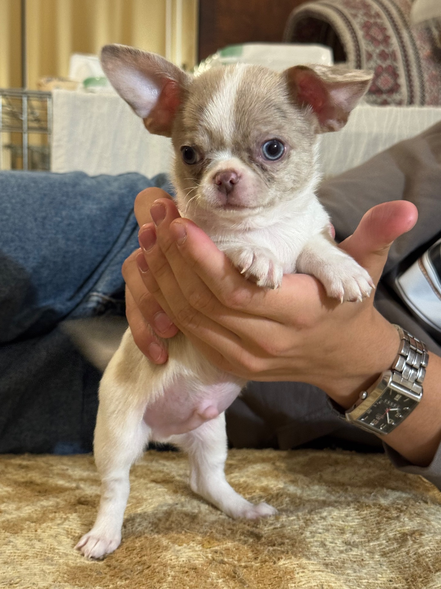 Цуценята Чихуахуа