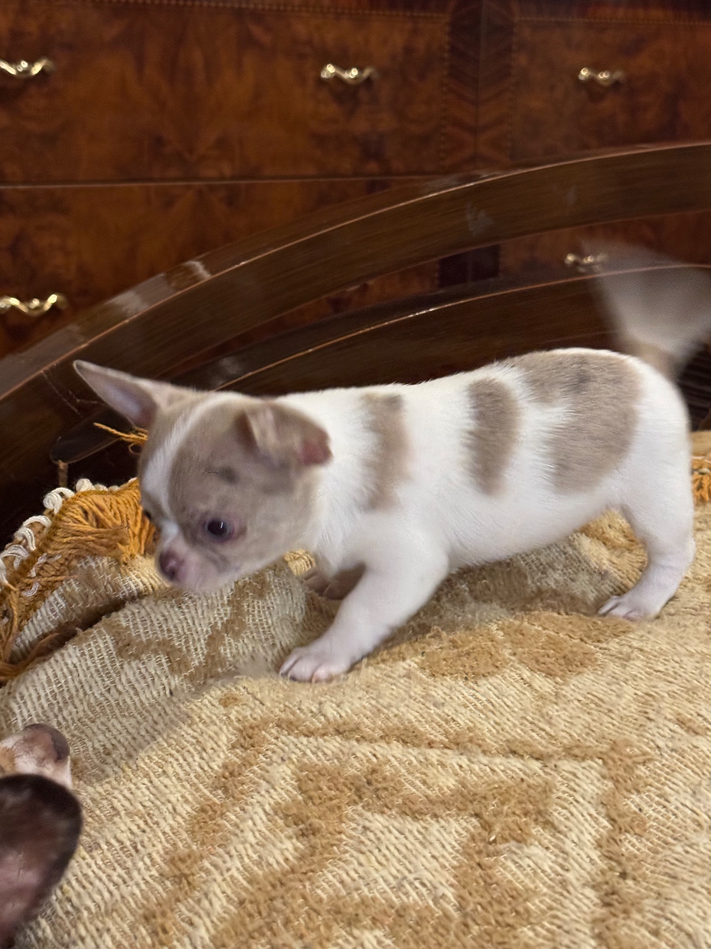 Цуценята Чихуахуа