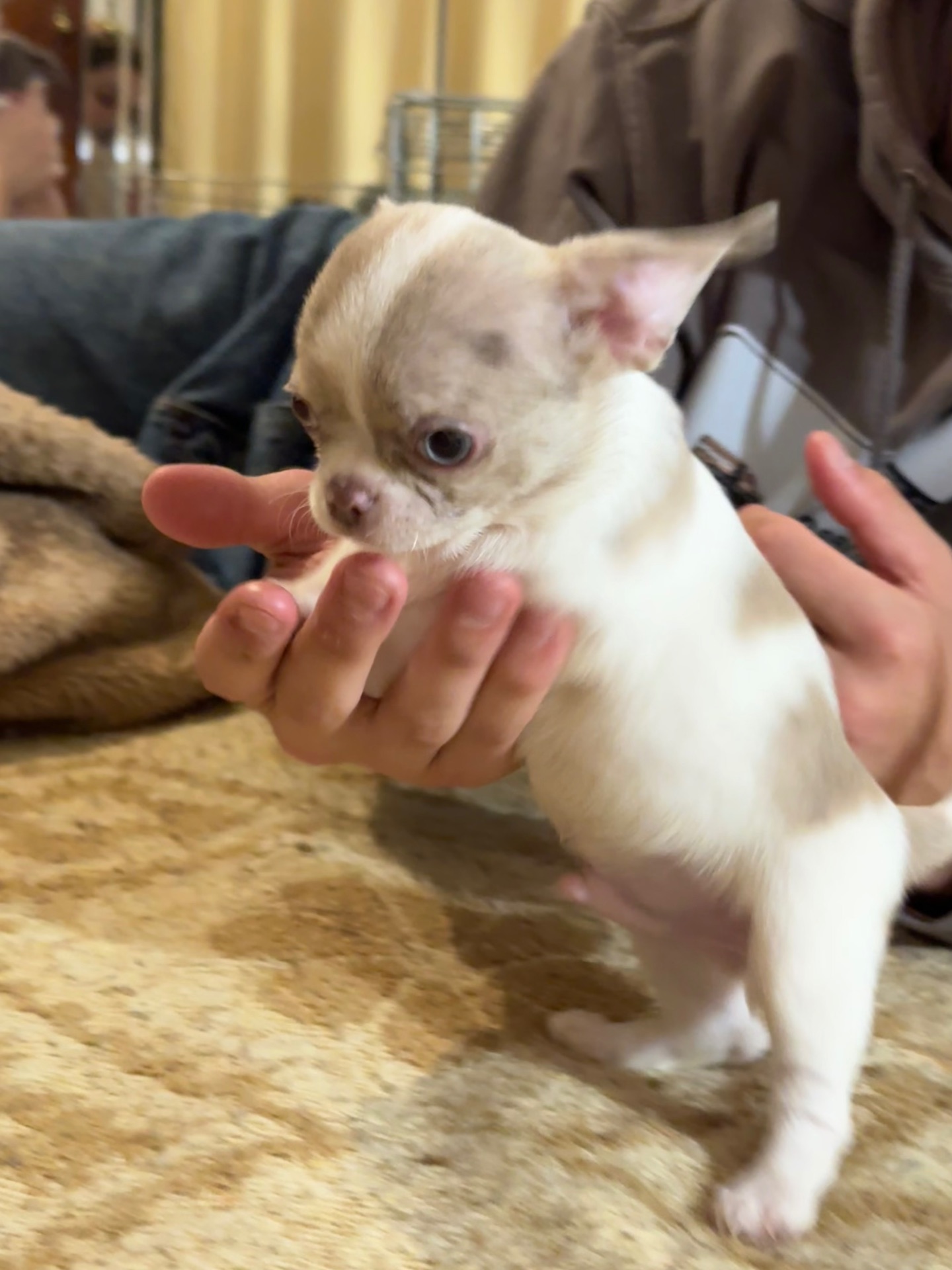 Цуценята Чихуахуа