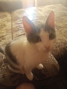 Котик по кличке «Пёс» 7 месяцев