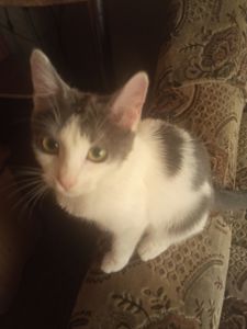 Котик по кличке «Пёс» 7 месяцев