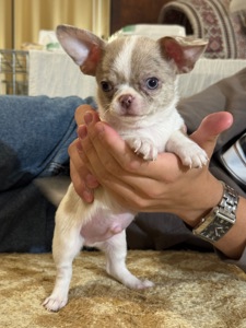 Цуценята Чихуахуа