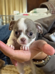 Цуценята Чихуахуа
