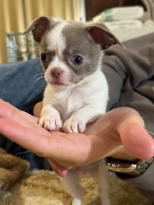 Цуценята Чихуахуа