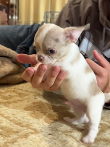 Цуценята Чихуахуа