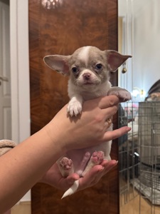 Цуценята Чихуахуа