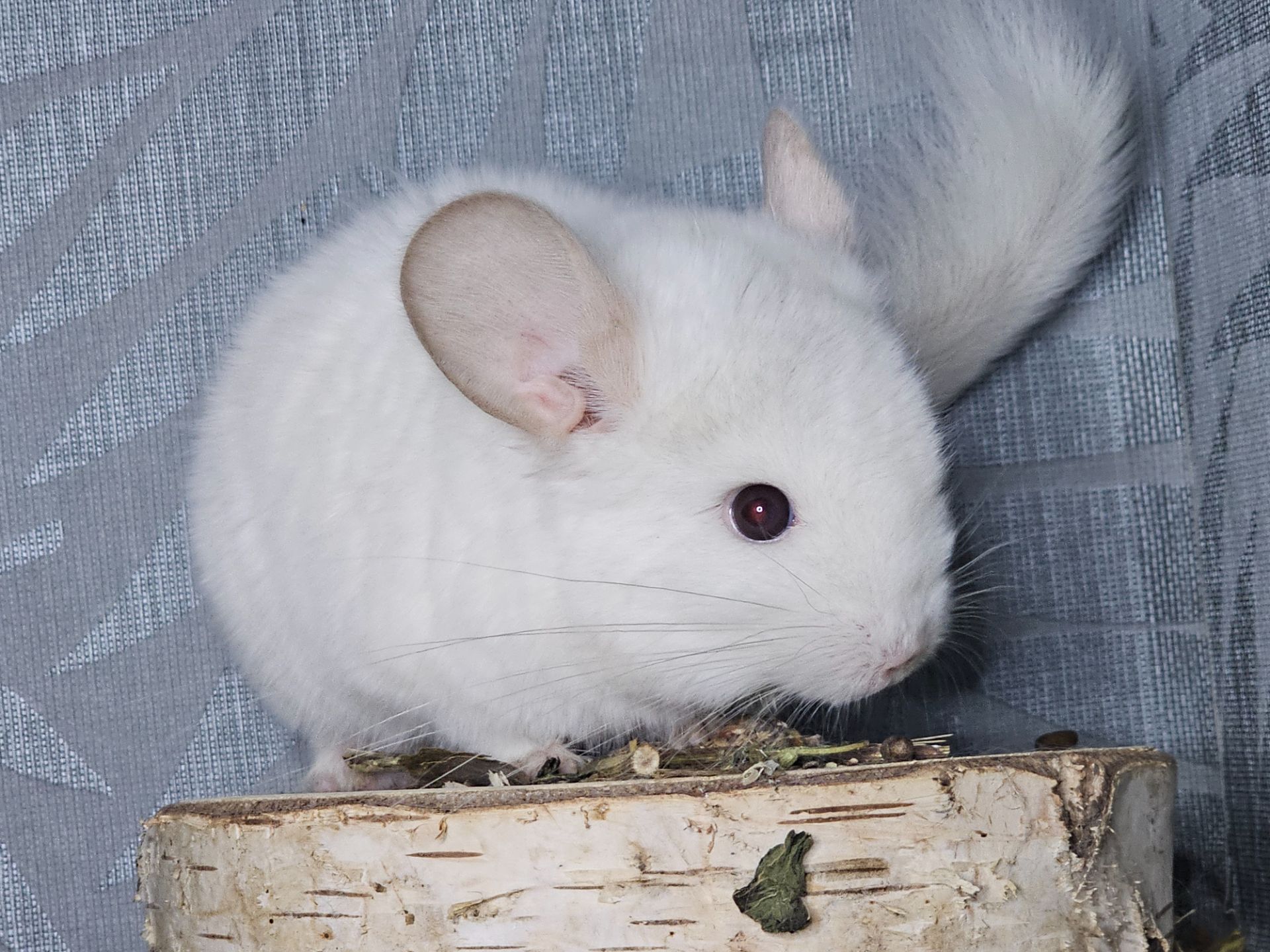 Шиншилленок Бело-розовый Бархат Носитель Ангоры