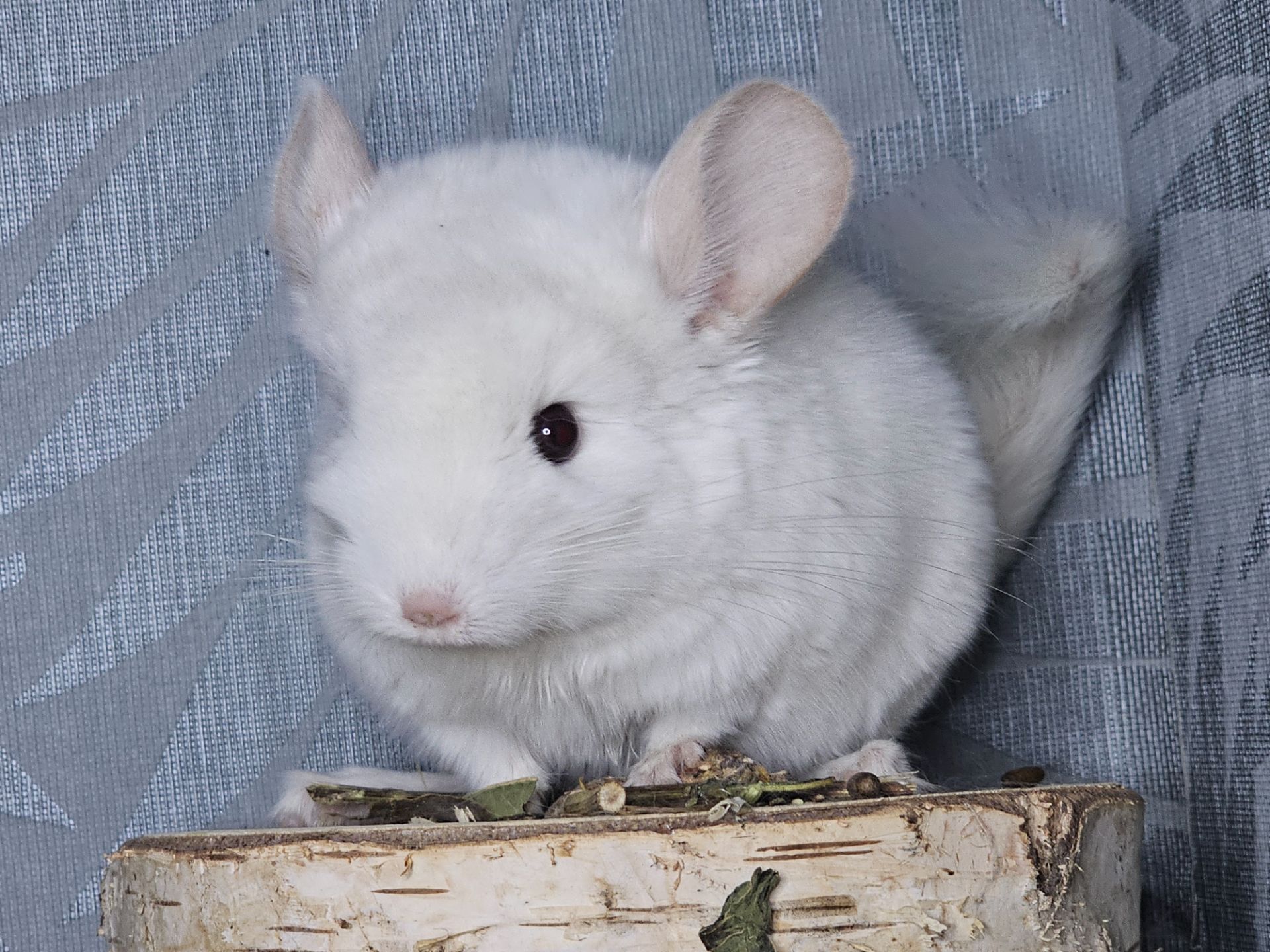 Шиншилленок Бело-розовый Бархат Носитель Ангоры