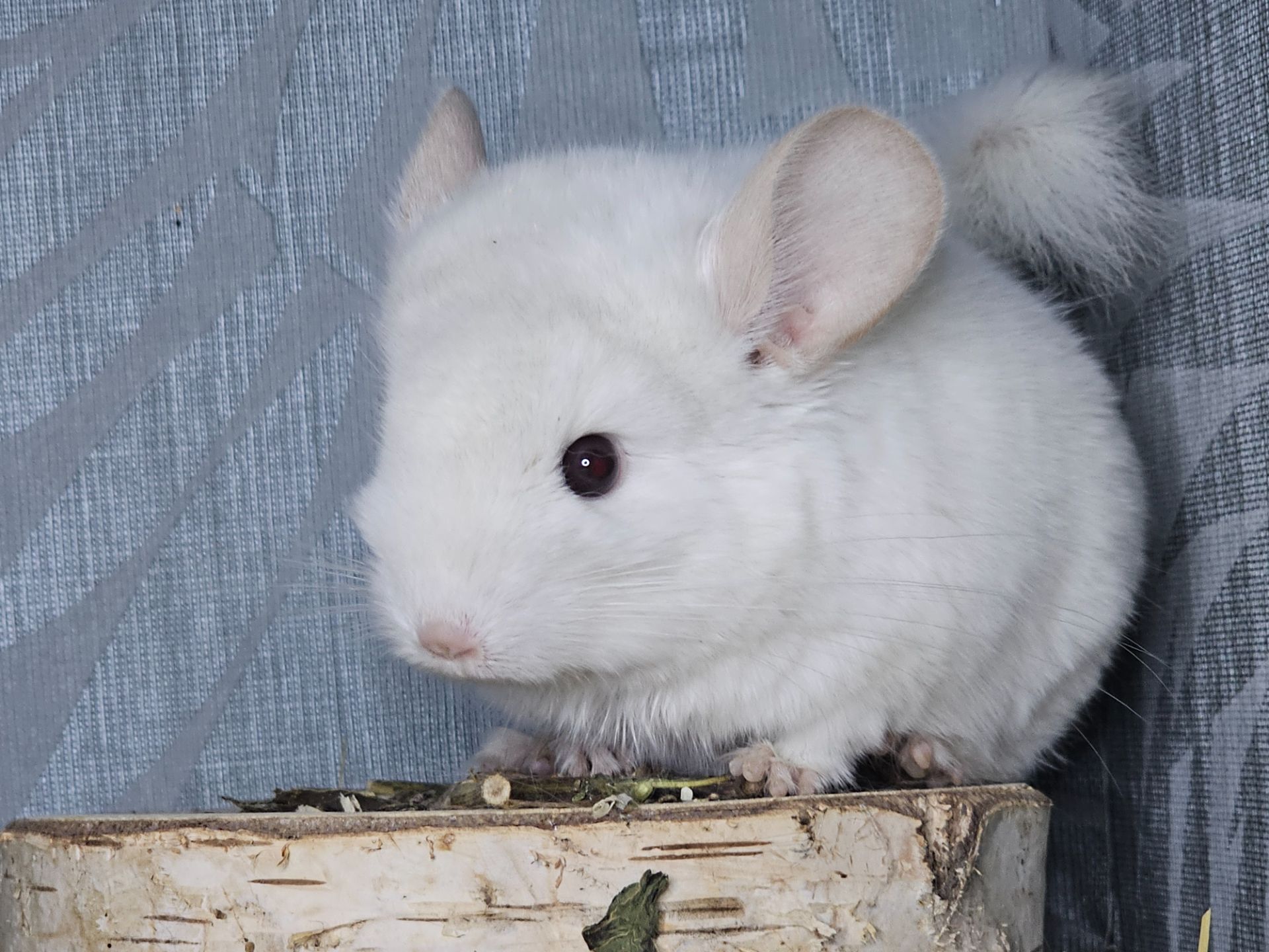 Шиншилленок Бело-розовый Бархат Носитель Ангоры