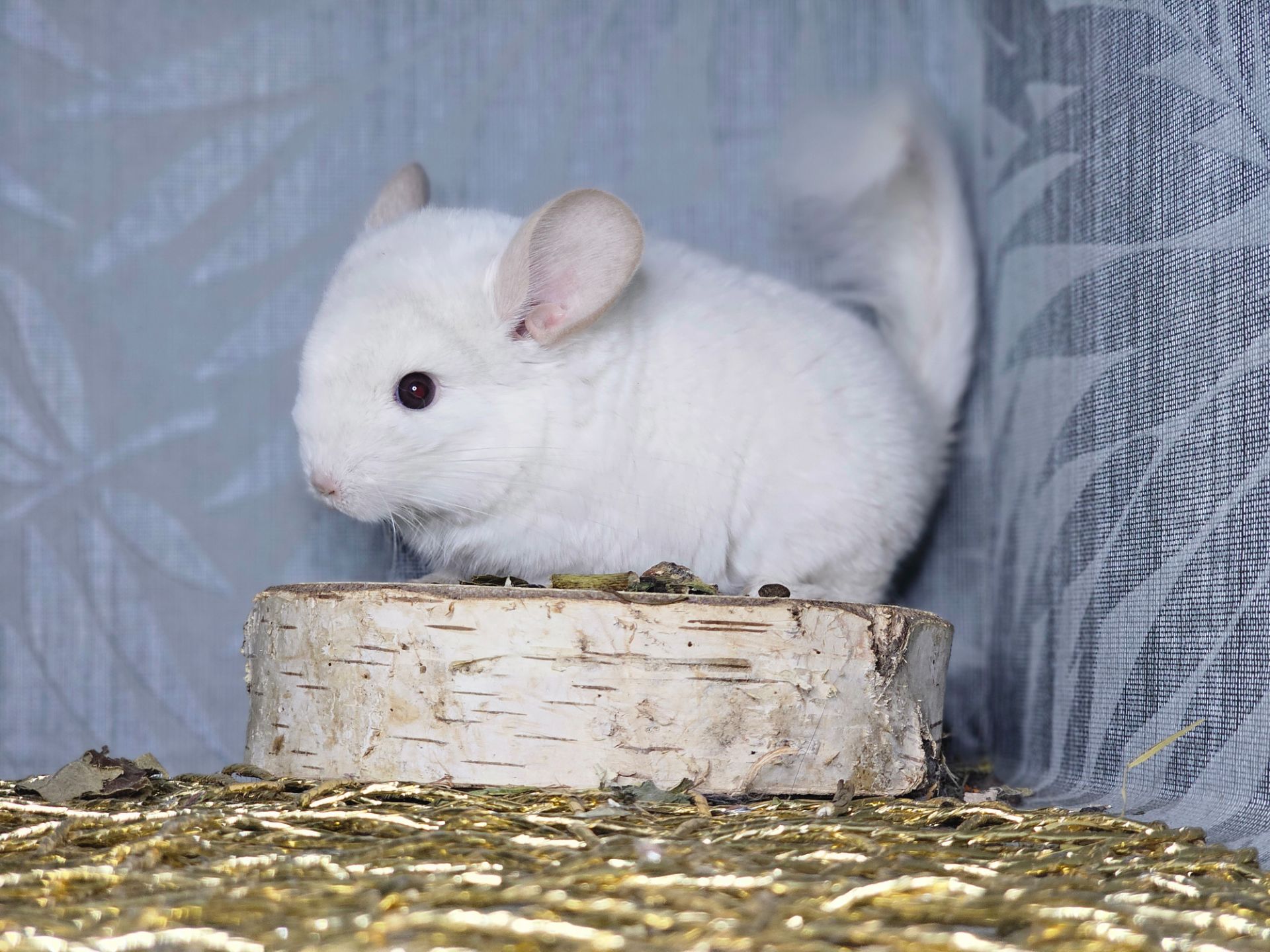 Шиншилленок Бело-розовый Бархат Носитель Ангоры