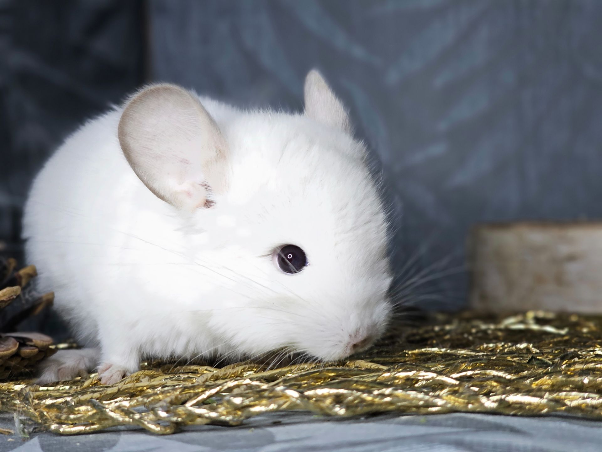 Шиншилленок Бело-розовый Бархат Носитель Ангоры