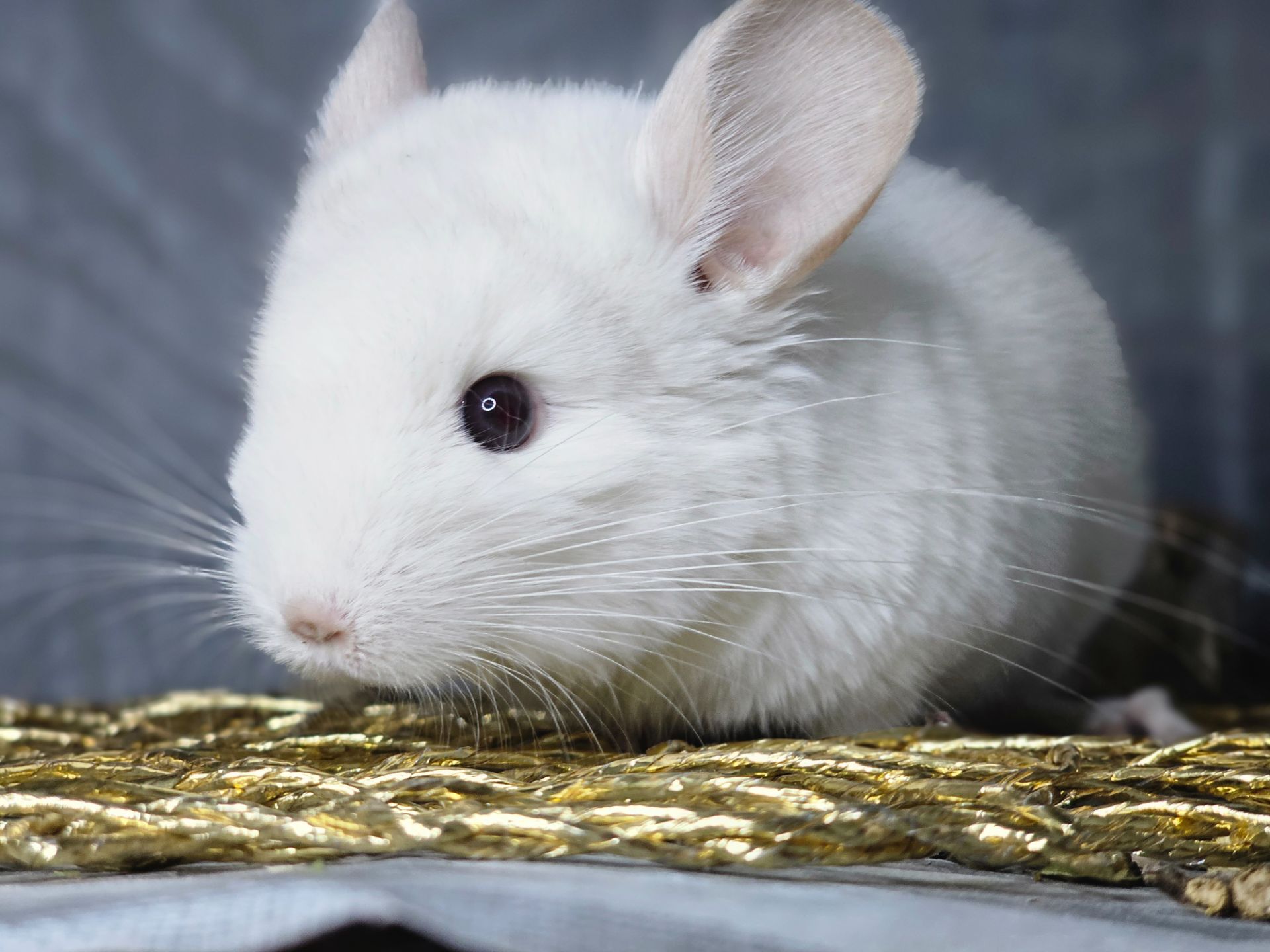 Шиншилленок Бело-розовый Бархат Носитель Ангоры