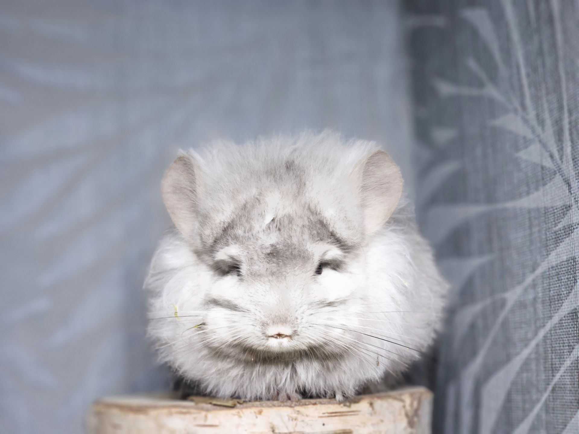 Маленький Красунчик Ангорська Пастель Носій Фіолету