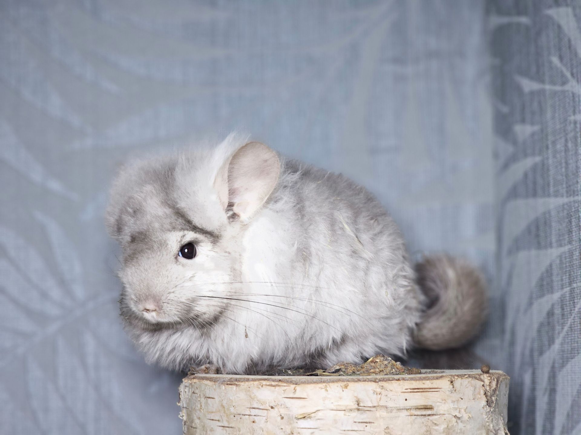 Маленький Красунчик Ангорська Пастель Носій Фіолету