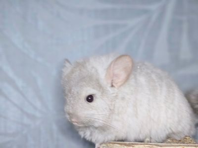 Шинлиллка Девочка Ангорская Пастель