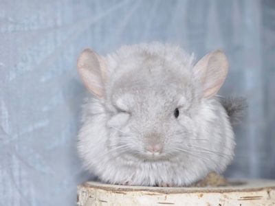 Шинлиллка Девочка Ангорская Пастель