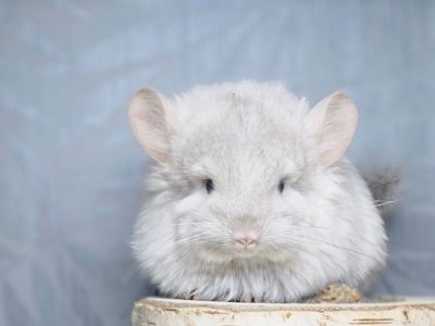 Шинлиллка Девочка Ангорская Пастель