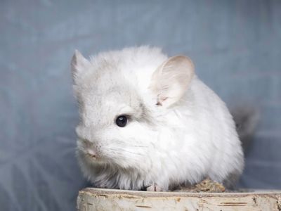 Шинлиллка Девочка Ангорская Пастель