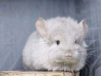 Шинлиллка Девочка Ангорская Пастель