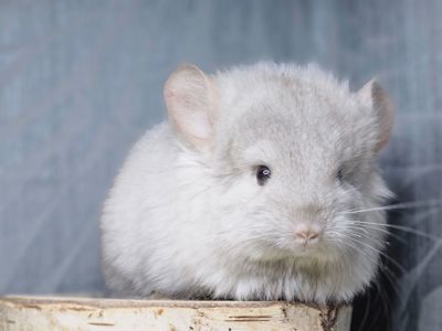 Шинлиллка Девочка Ангорская Пастель