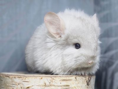 Шинлиллка Девочка Ангорская Пастель