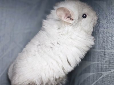 Шинлиллка Девочка Ангорская Пастель