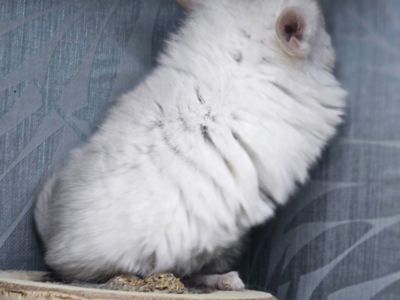 Шинлиллка Девочка Ангорская Пастель